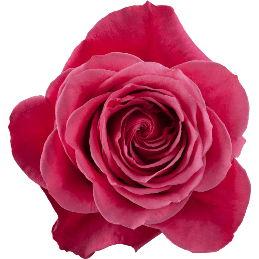 Rose Cherry O 50cm rprima