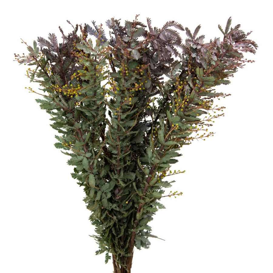 Acasia Purple fern tutuli