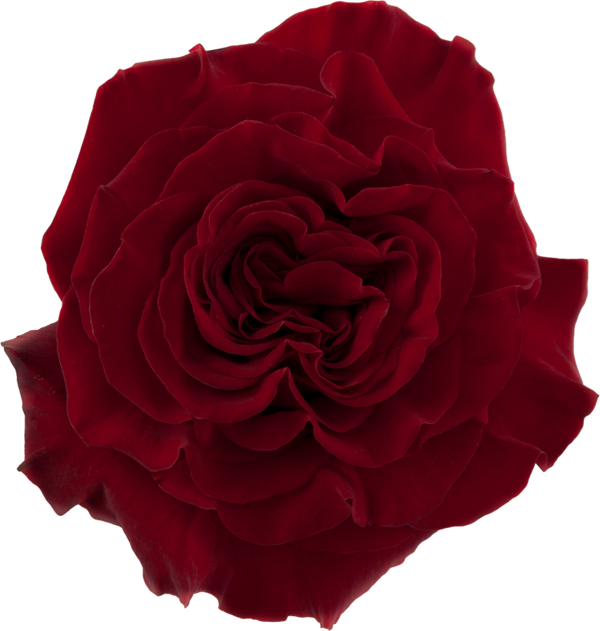 Rose Heart 80cm rprima