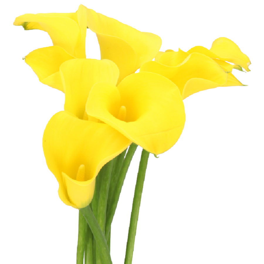 Callas Goldcup holl