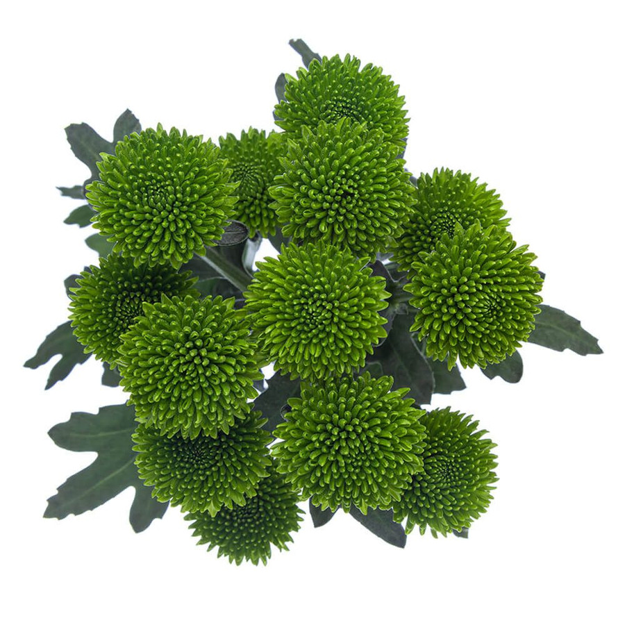 Pom Button Green bmark