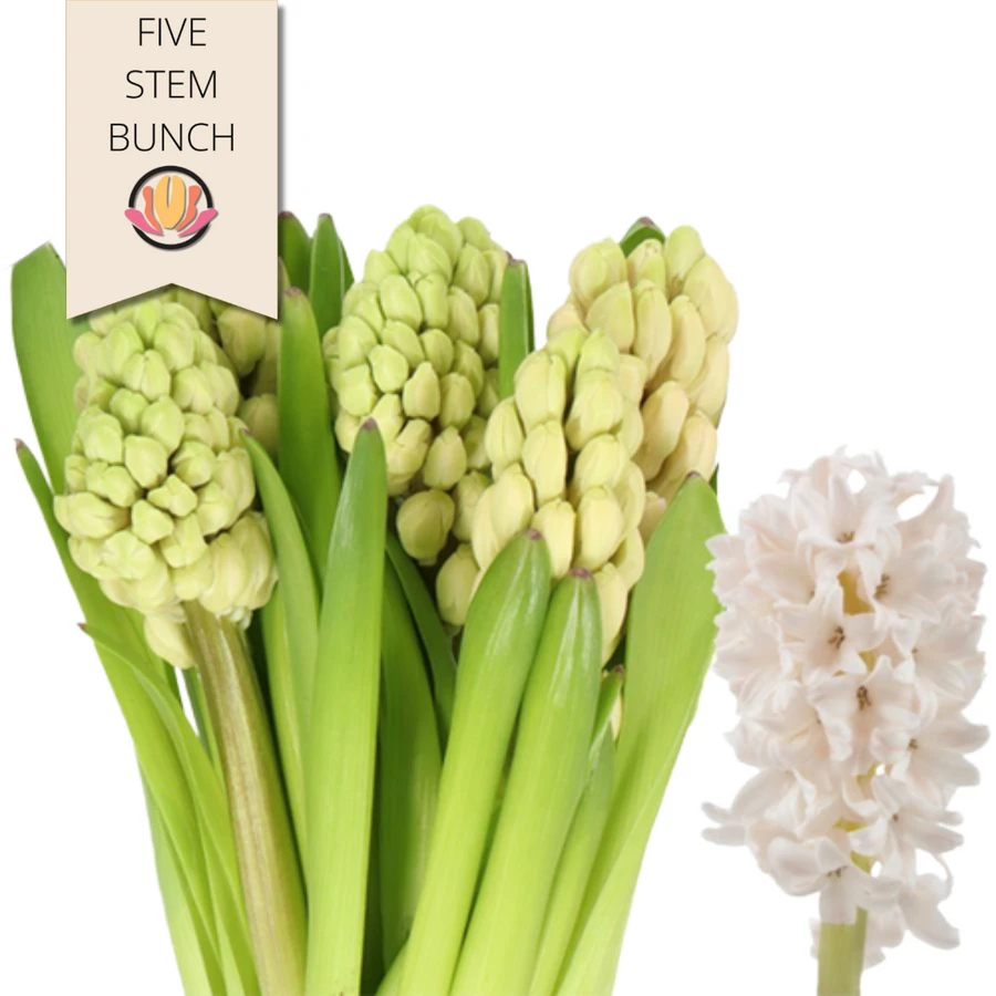 Hyacinth ChinaPink Holl