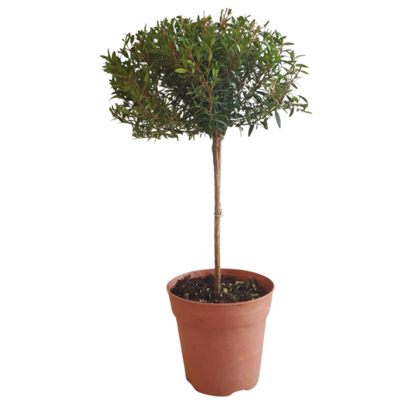 4" POTTED MYRTLE TOPIARY