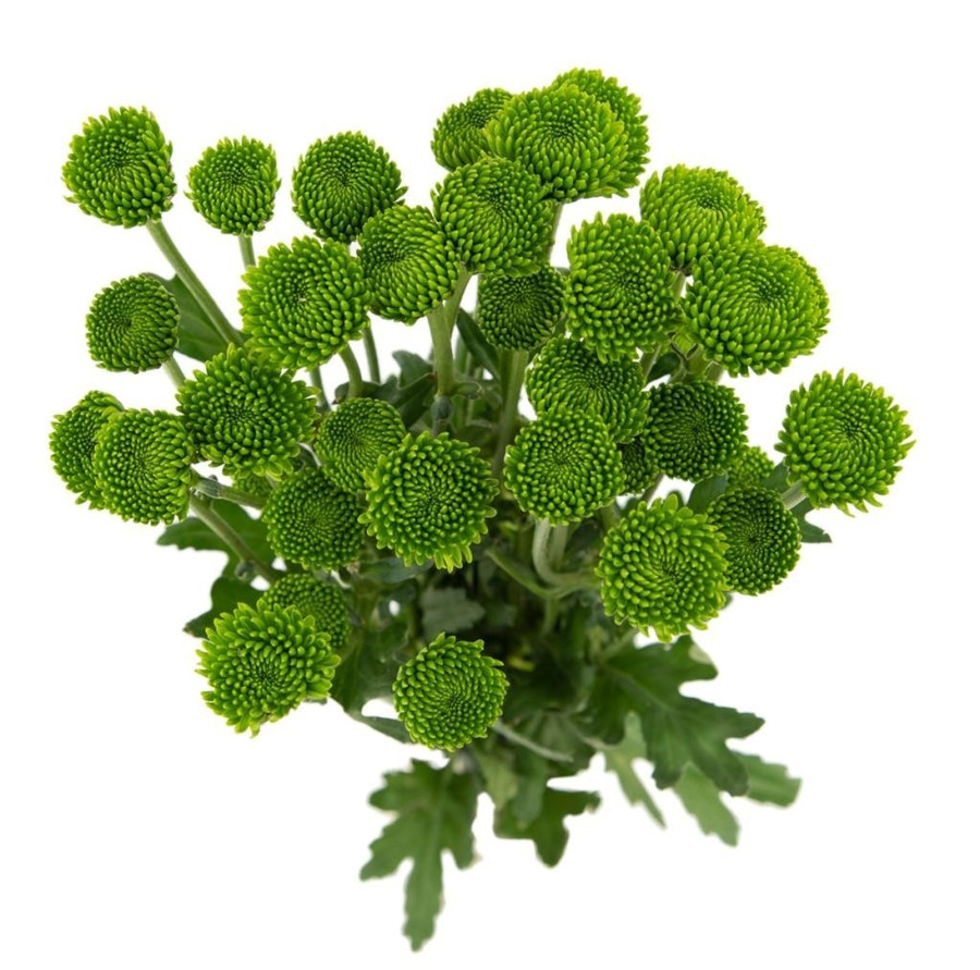 Pom Button Green Rio