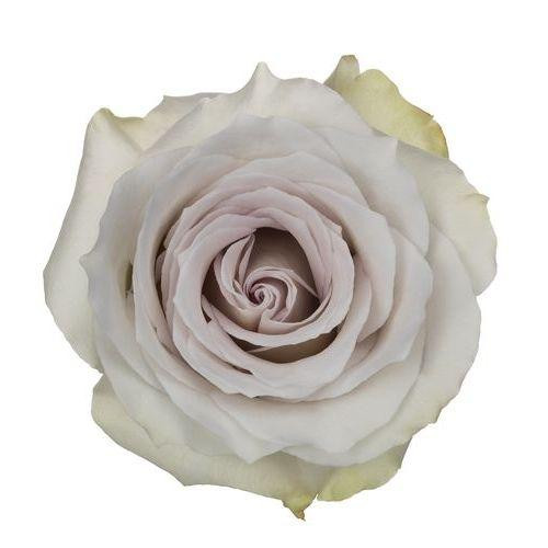 Rose EarlyGrey 40cm rprima