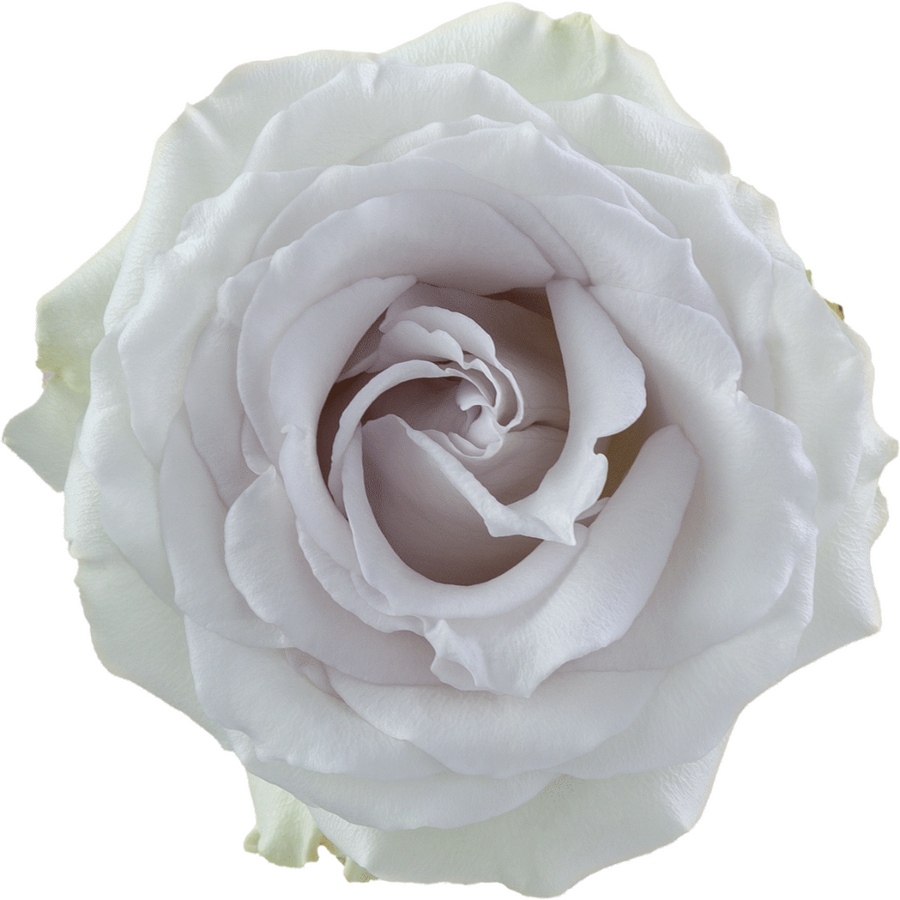 Rose EarlyGrey 40cm rprima