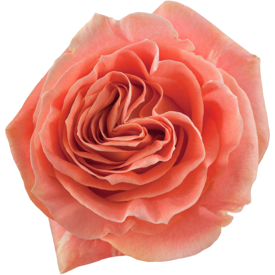 Rose WildSpirit 70cm rprima. 