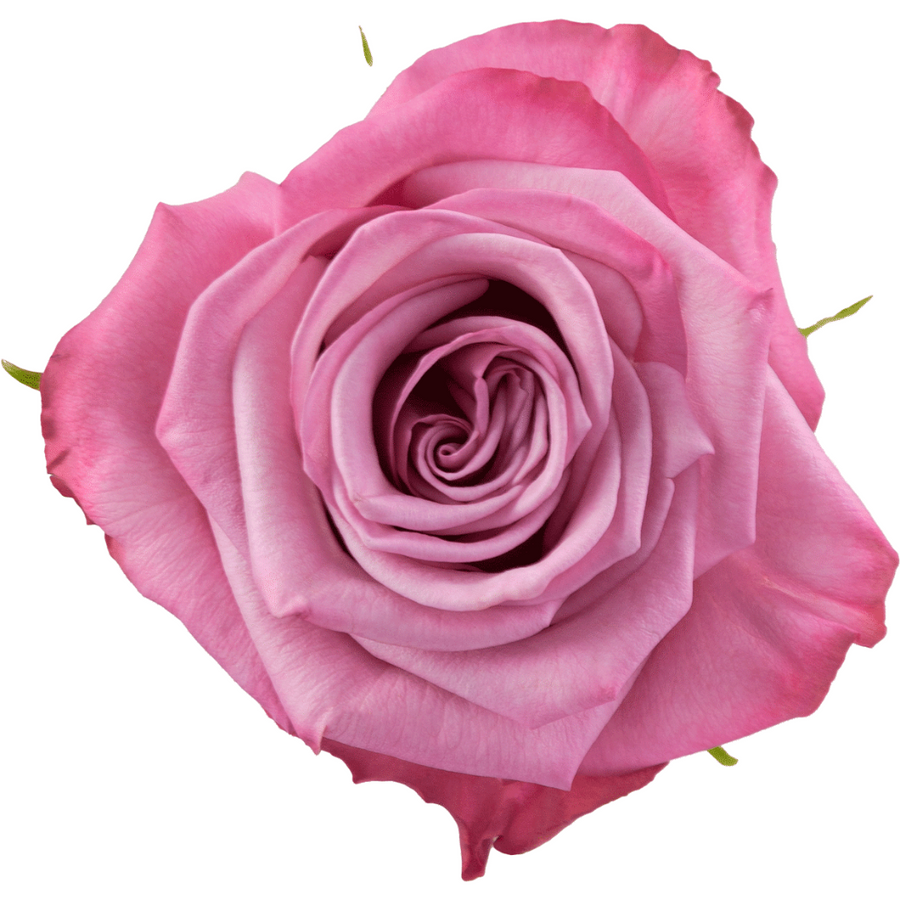 Rose MoodyBlue 50cm rfi