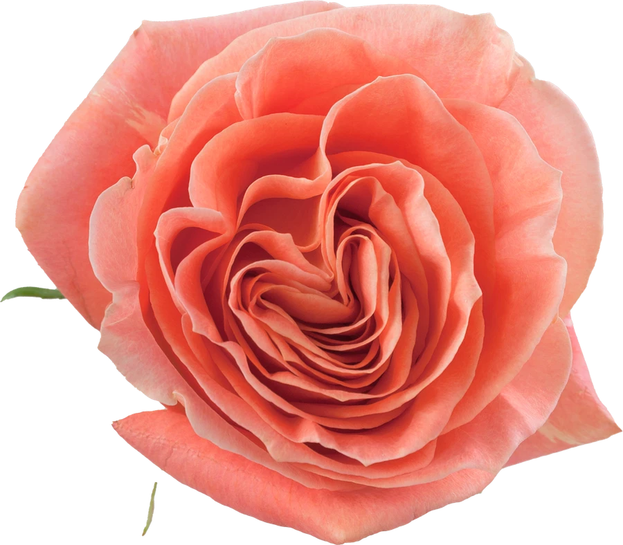 Rose WildSpirit 50cm rprima