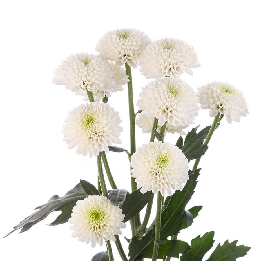 Pom Button White rio