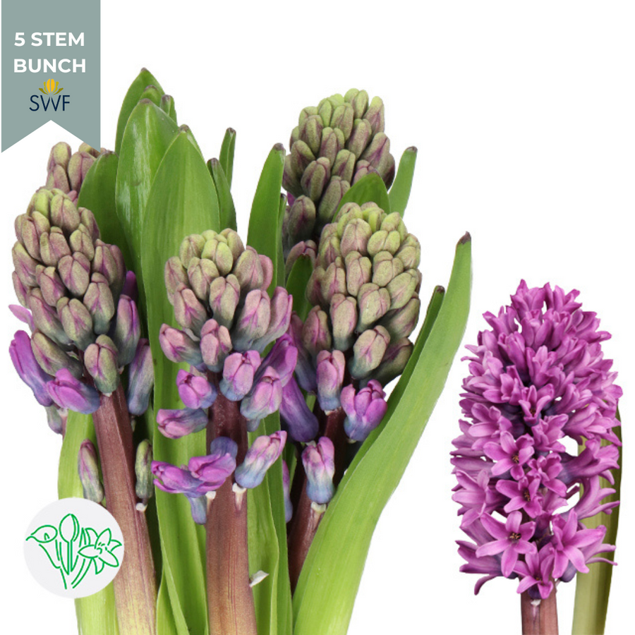 Hyacinth Miss Saigon holl