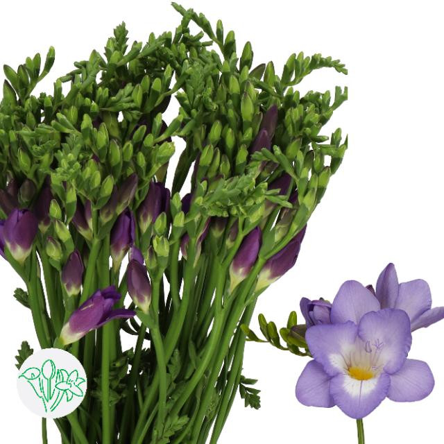 Freesia Lavender holl