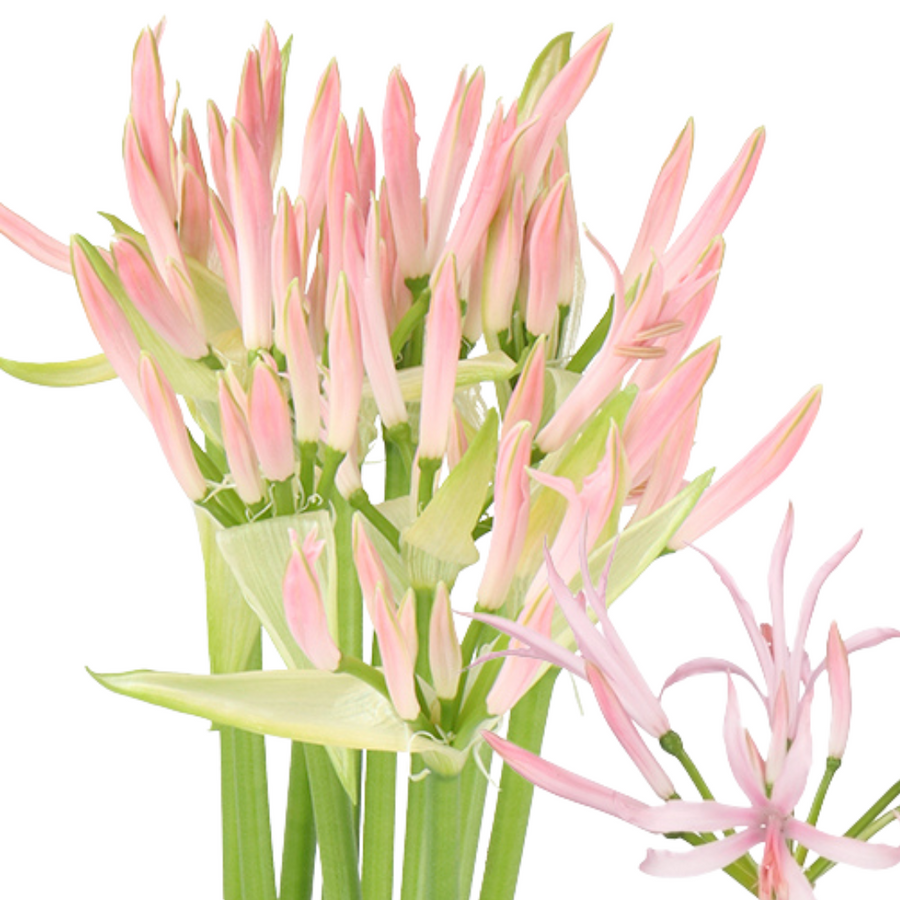 Nerine PalePink chili