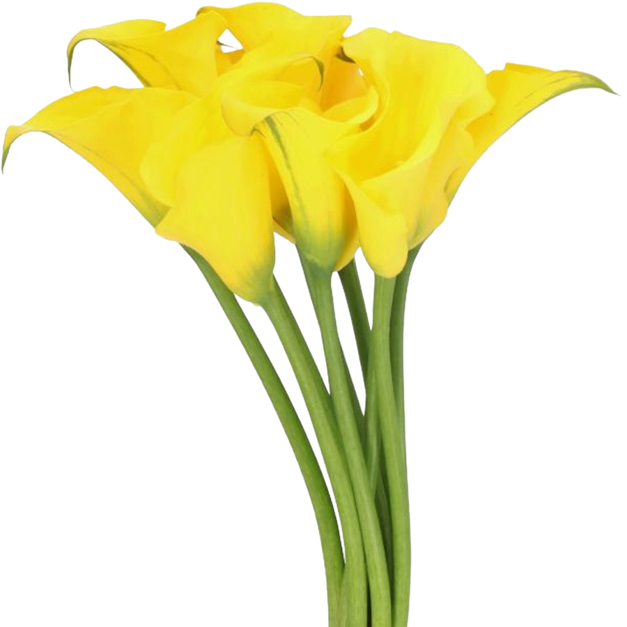 Calla Yellow holl