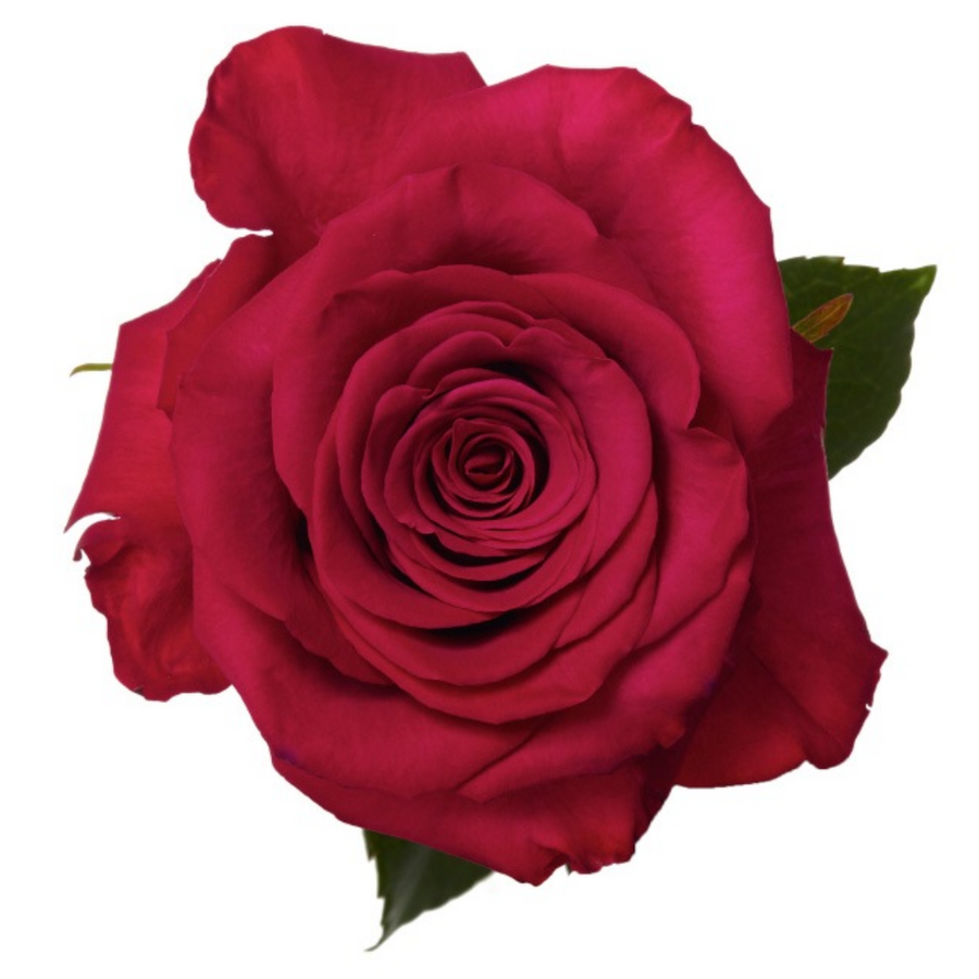 Rose Roseberry 60cm rio