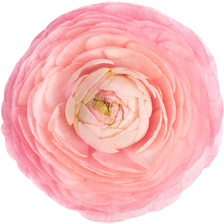Ranunculus LtPk rio