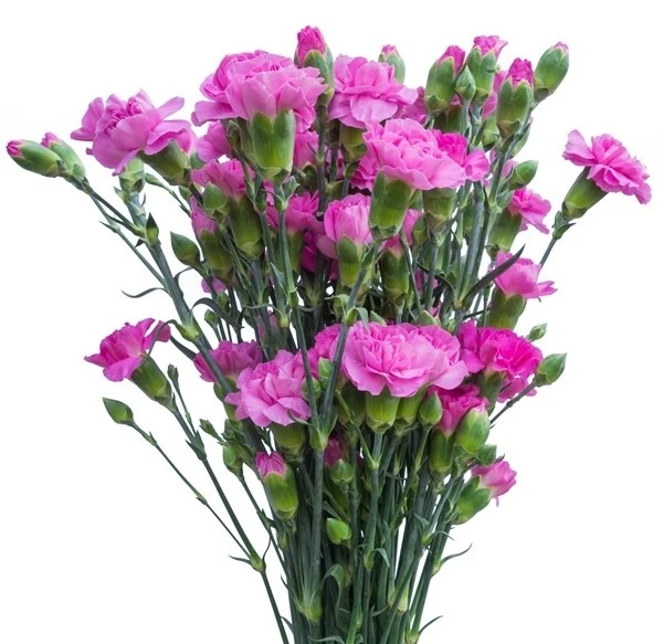 CarnMini Lavender, Sole
