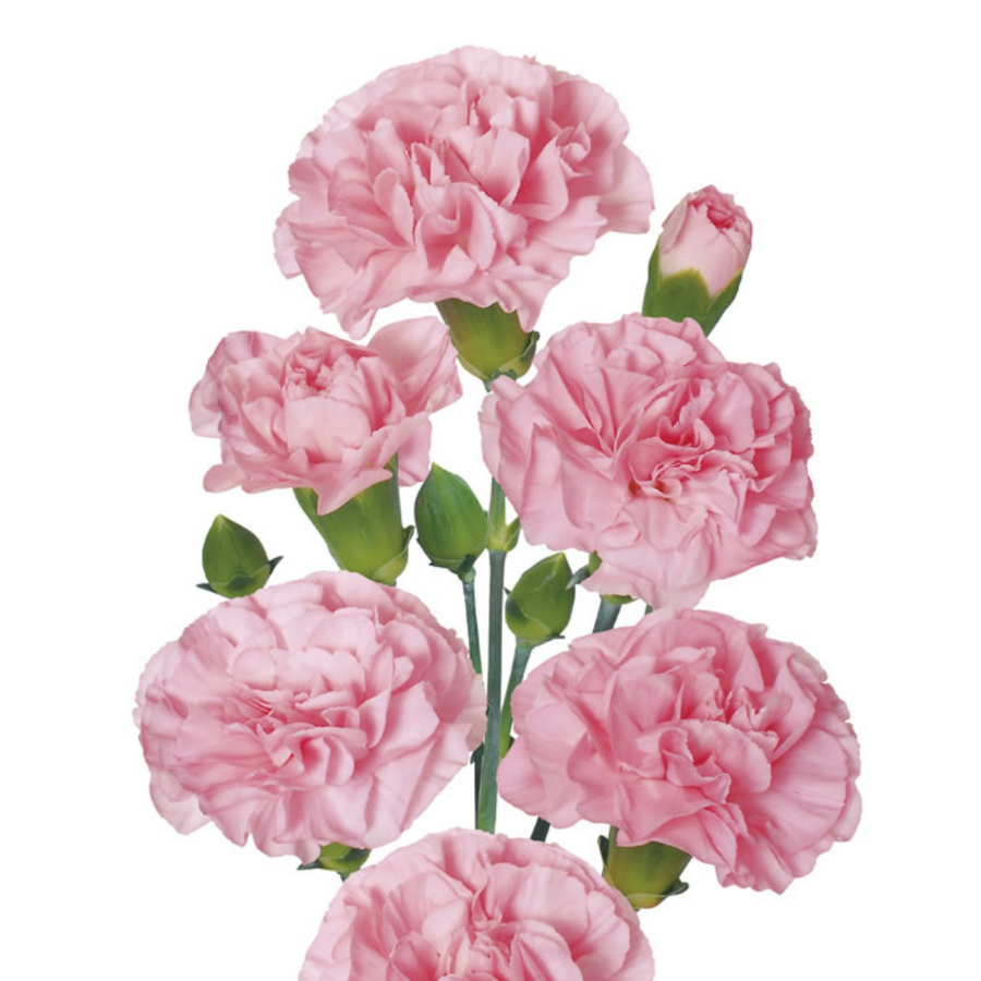 CarnMini. Pink sole