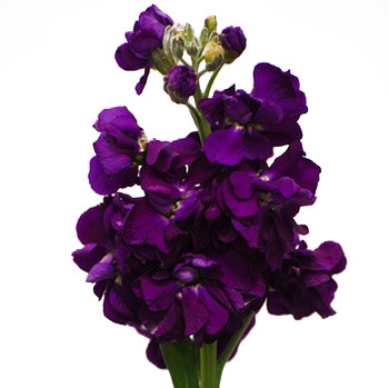 Stock Purple hendricks