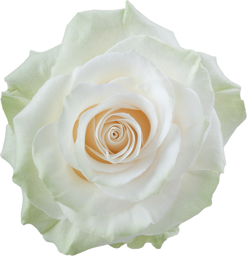 Rose Mondial 50cm priv coll rio