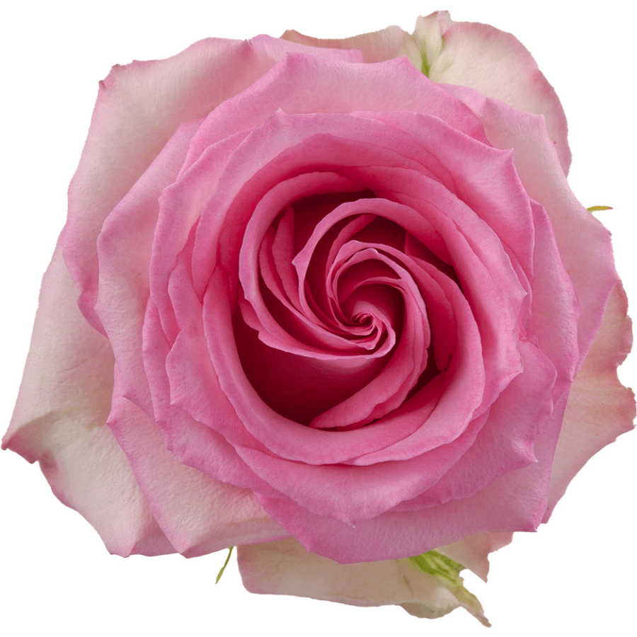 Rose Sweet Unique 70cm rprima