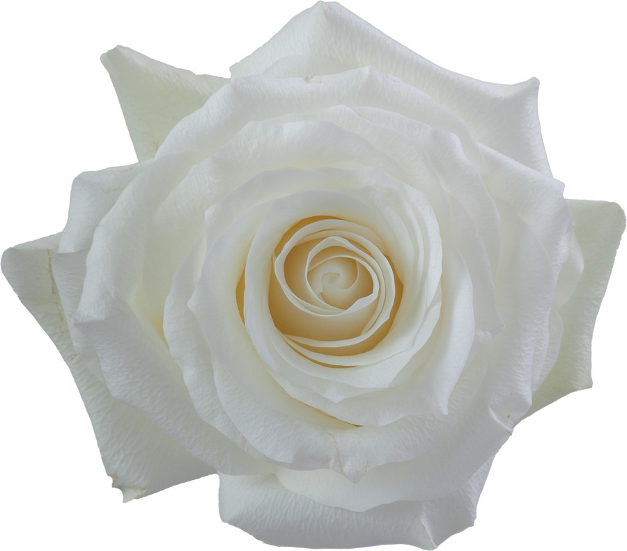 Rose Proud 50cm rfi