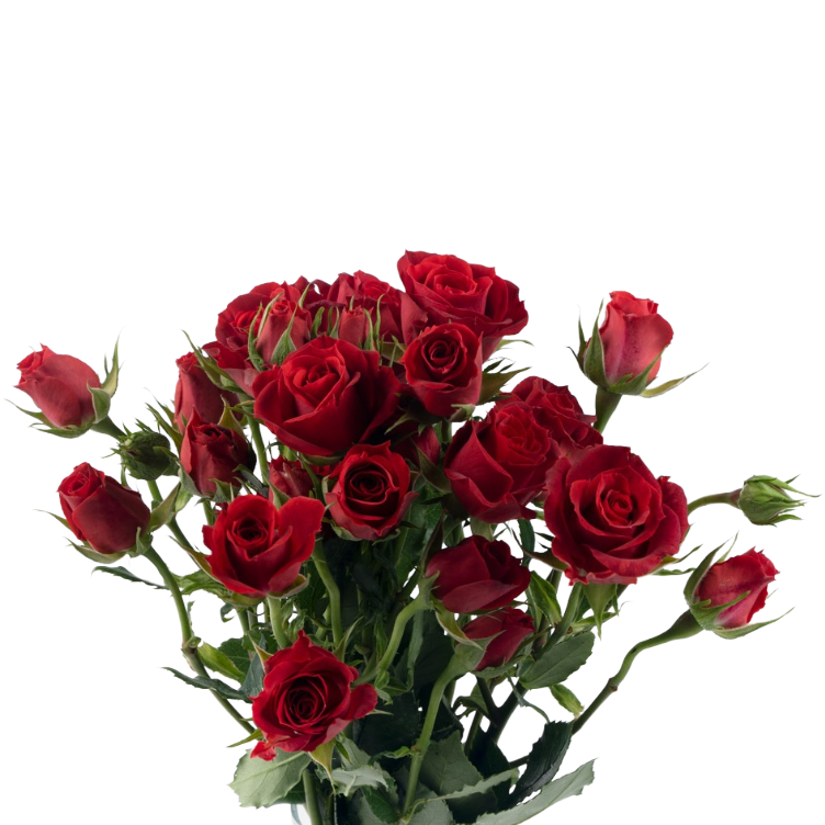 RoseSpray RedMikado rio