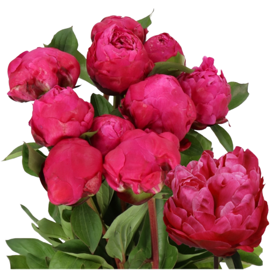 Peony RedBernhardt holl(htpk)