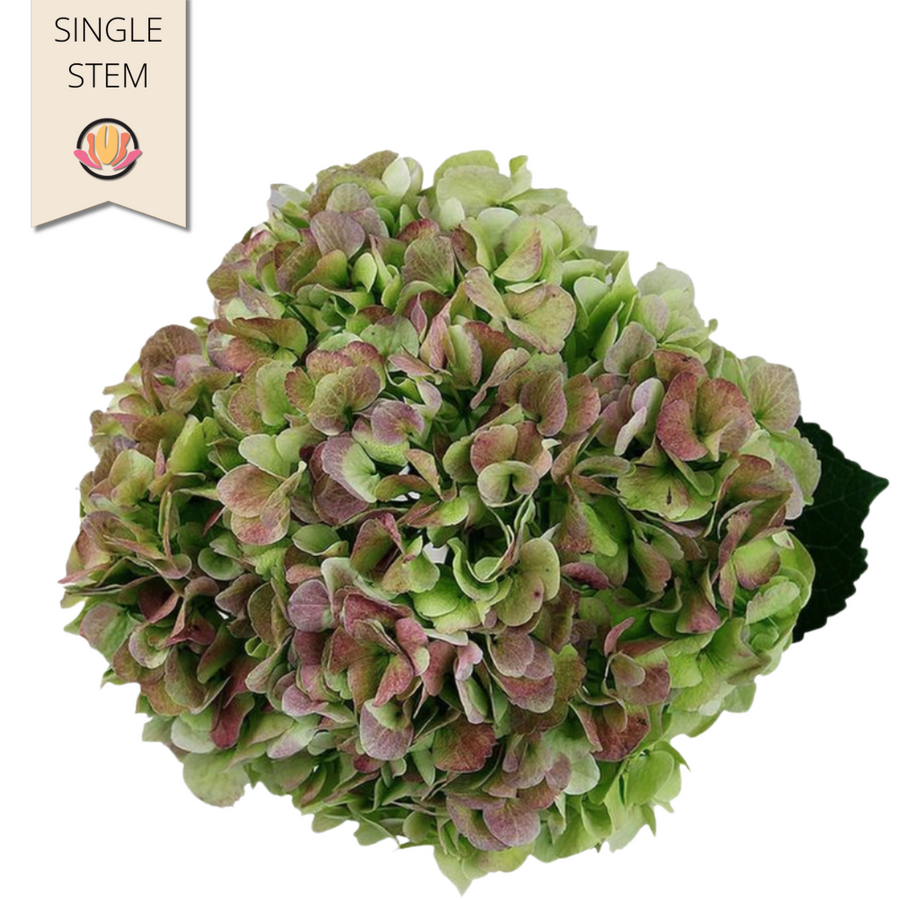 Hydra. Antique Green Jumbo bel