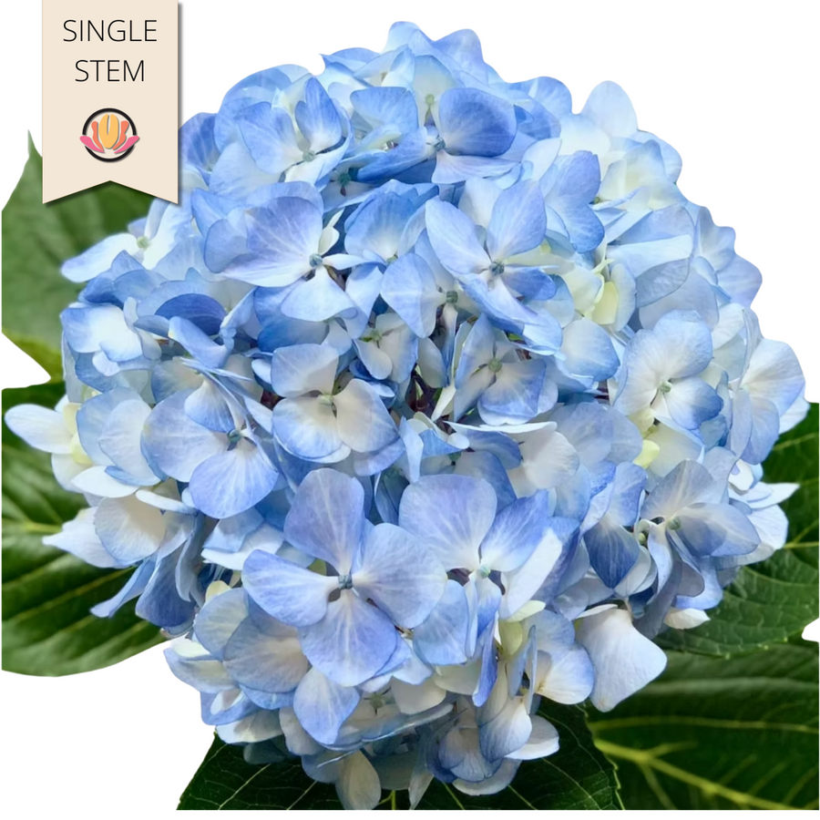 Hydra. Blue Bellablossom(st)