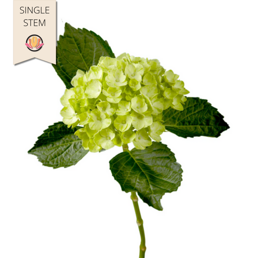 Hydrangea MiniGreen(st) bella bl