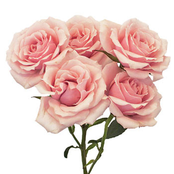 RoseSpray  Pink holl