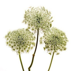 Lace tutuli