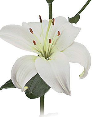 Lily Zambesi holl(white)