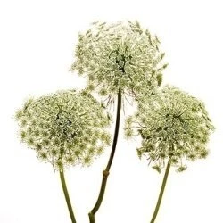 Lace GreenMist mellano