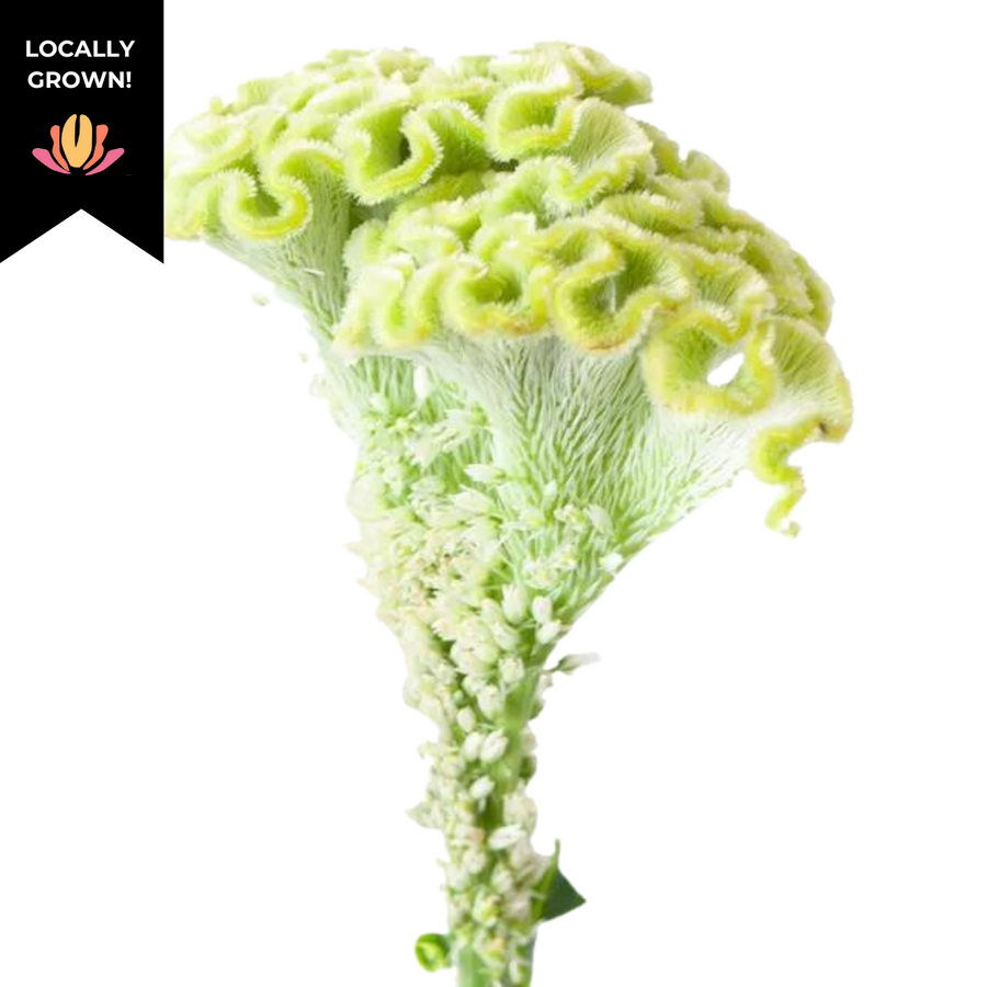 Coxcomb(lemonlime) cramer