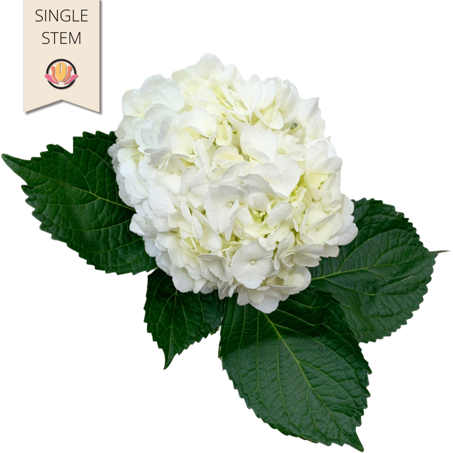 Hydrangea White bella sel (st)