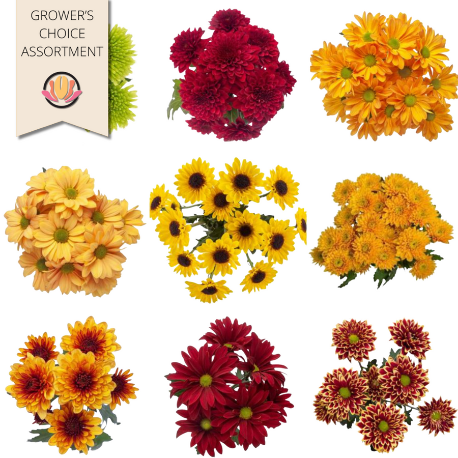Poms CDN Asst Fall (x12 pack) rio