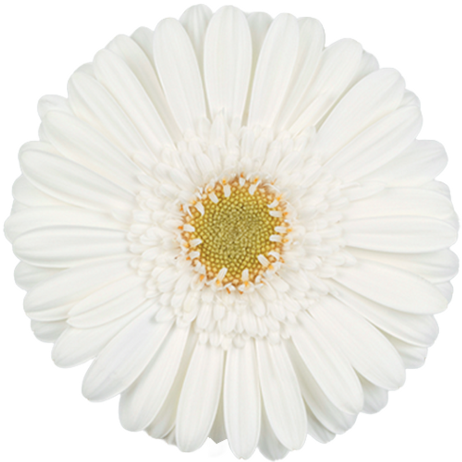 Germini White Star can.