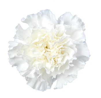 Carn. Fancy White bmark