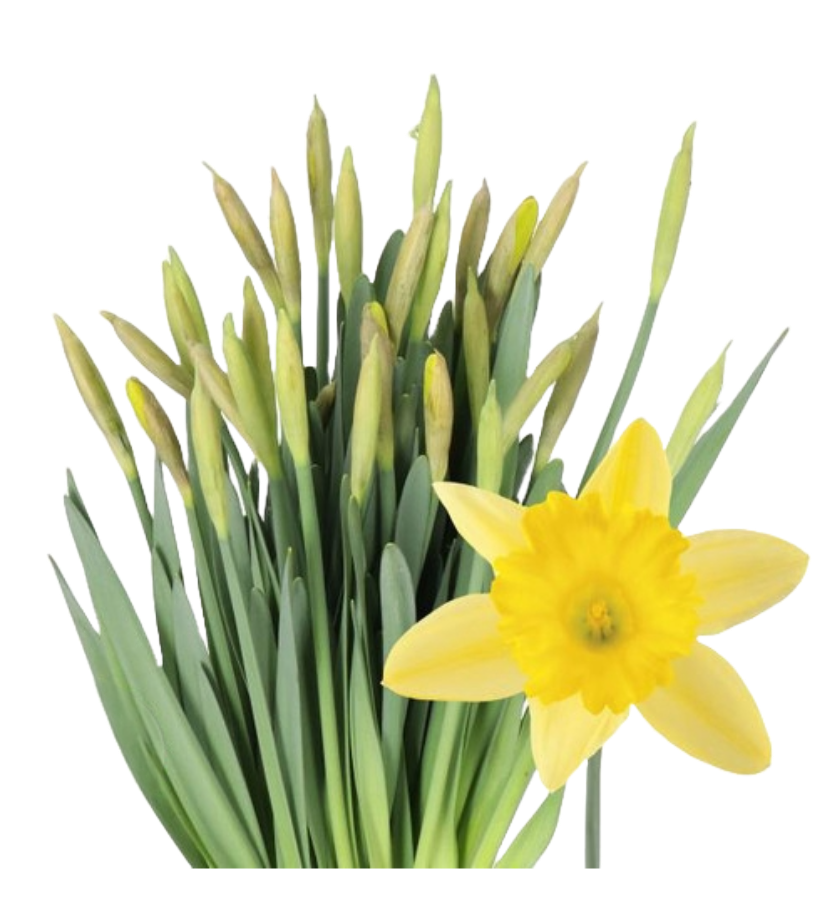 Daffodil - Dutchmaster, Holex