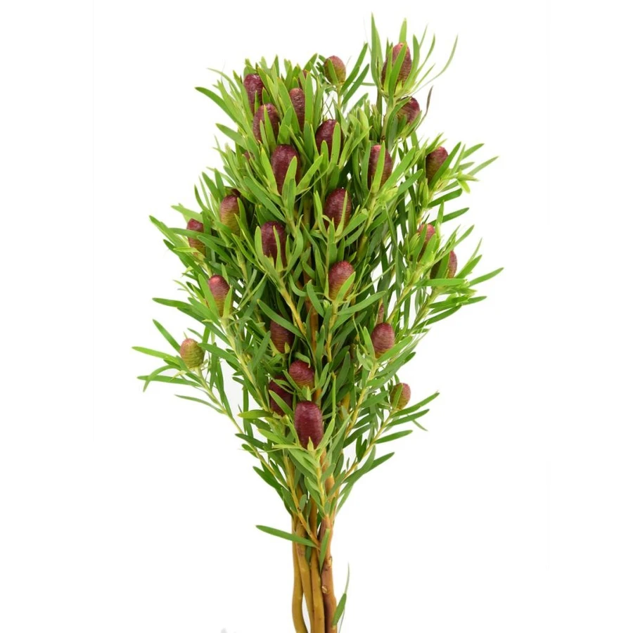 Leuco. RedTag holex