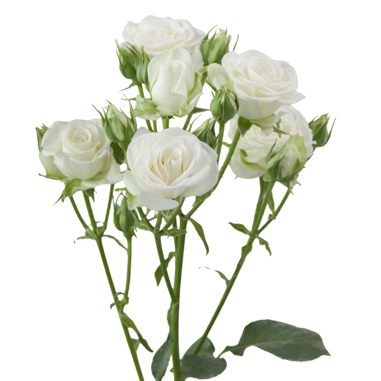 RoseSpray Snowflake rprima