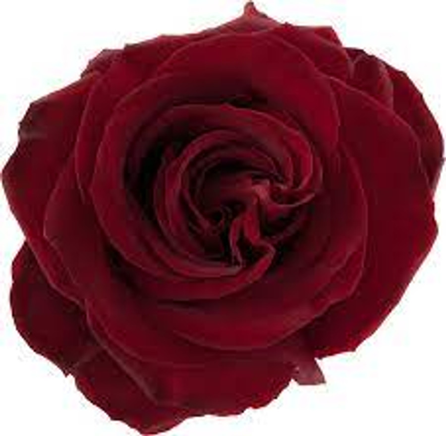 Rose BlackPearl 80cm rprima
