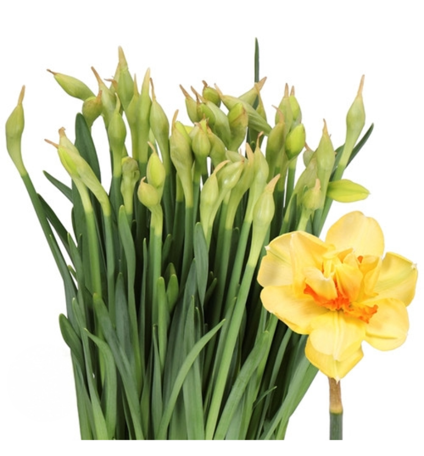 Daffodil - Tahiti, Holex