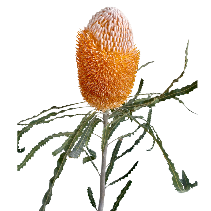 Banksia Orange cal.