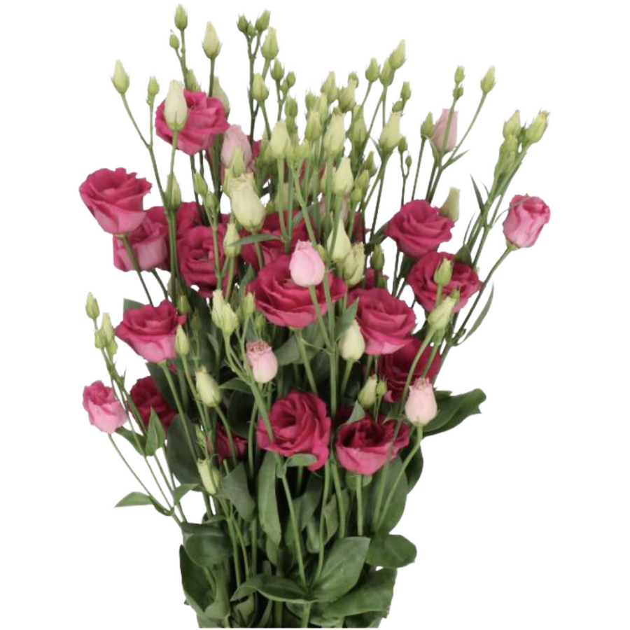 Lissy Rosita Rose dbl holl