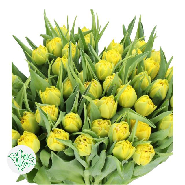 Tulip Dbl Yellow holland