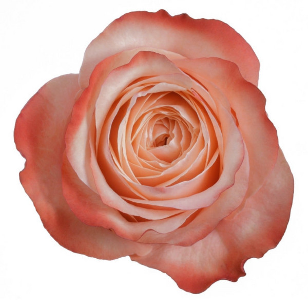 Rose Kahala 70cm rprima