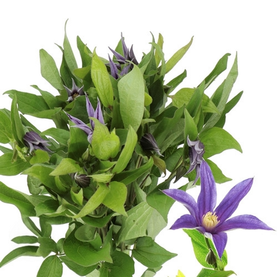 Clematis Amazon Oslo 60cm holl